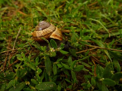 Plant shell macro