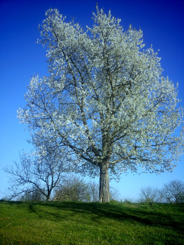 Tree by cherry