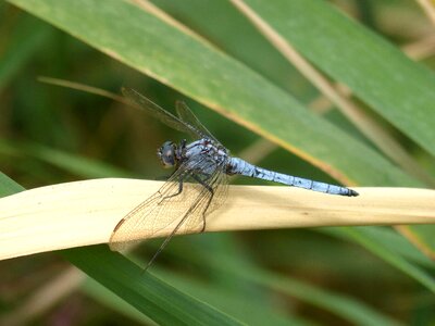 Winged insect detail orthetrum brunneum photo