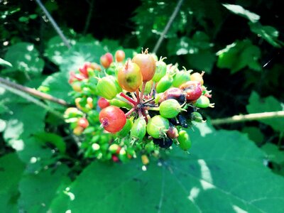 Poisonous fruit alaska