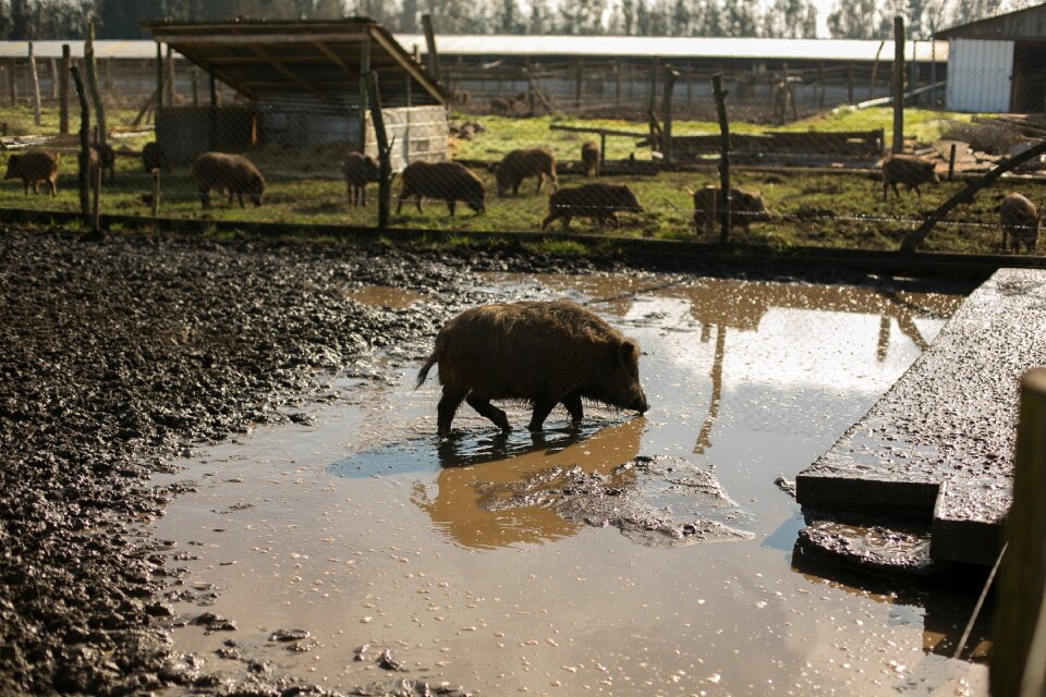 Wild pig hatchery animals