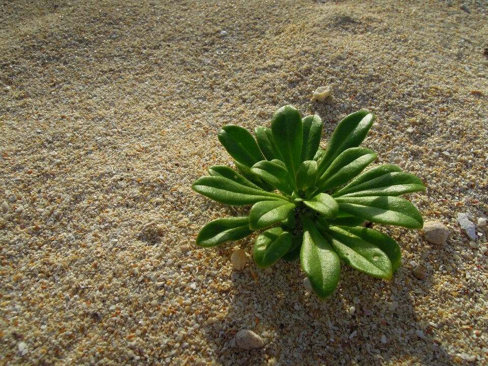 Green seaside close up
