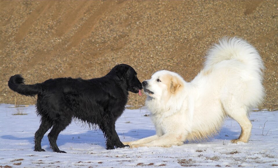 Black white friends animal