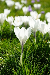 Spring frühlingsblüher white