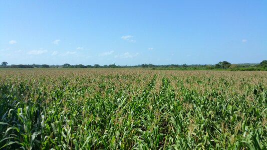 Tree line blue sky belize photo