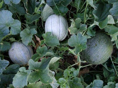 Gaul orchard fruit