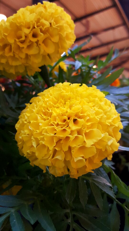 Flower spring summer