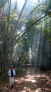 Bamboo sun ray of sunshine photo