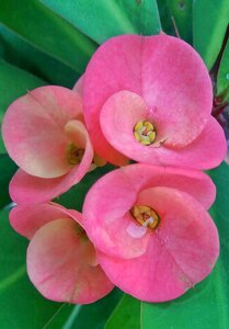 Flower tree ornamental