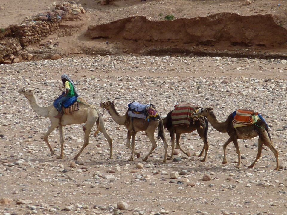 Dromedary camel desert