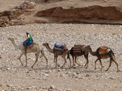 Dromedary camel desert photo