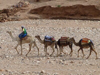 Dromedary camel desert