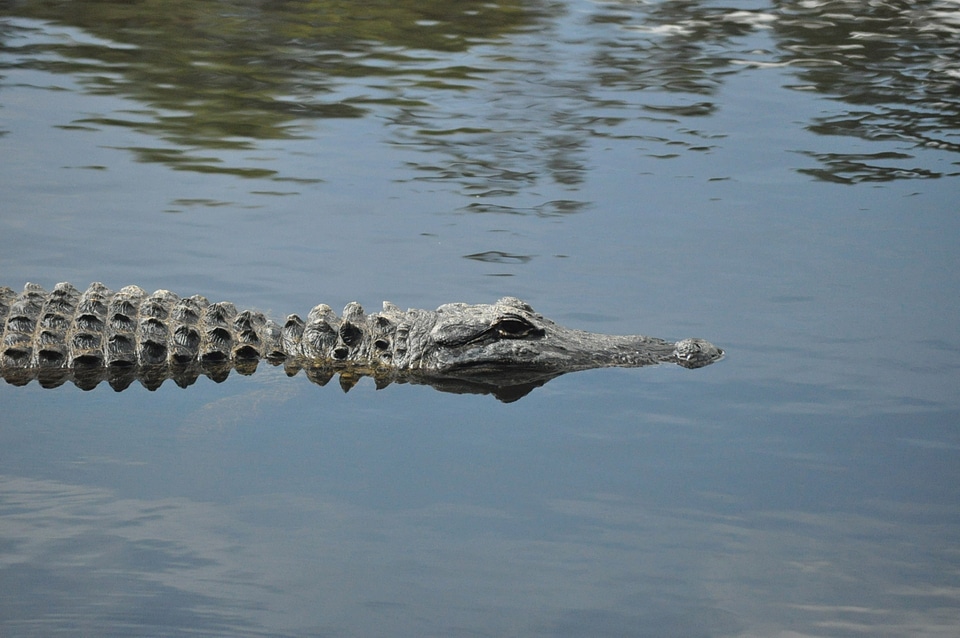 Reptile prehistoric alligator