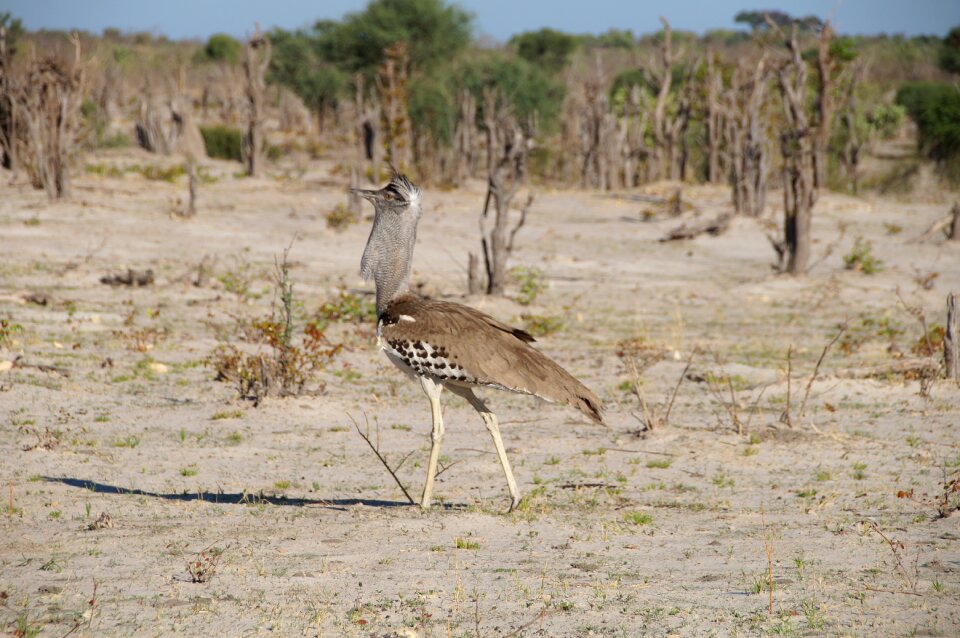 Kalahari africa national bird