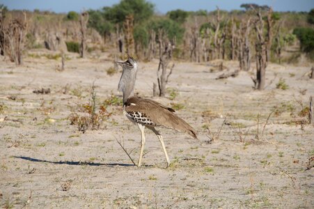 Kalahari africa national bird