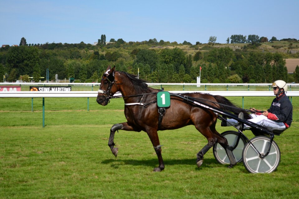 Horse race warm-up hippodrome