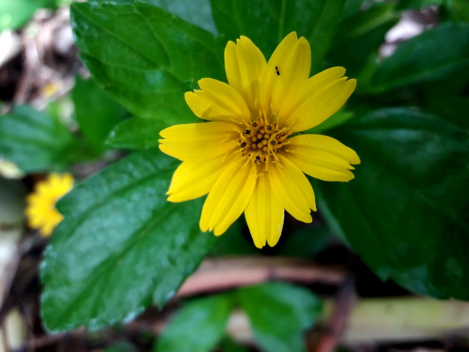 Flower yellow