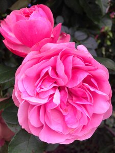 Rose pink close up photo