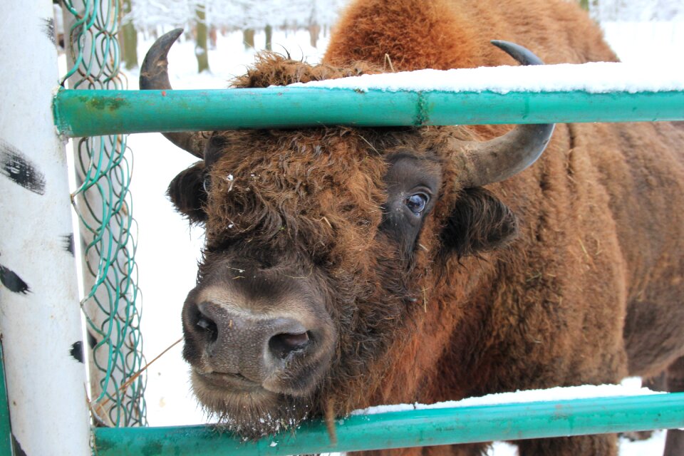 Winter animals redhead