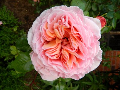 Filled rose rose bloom romantic