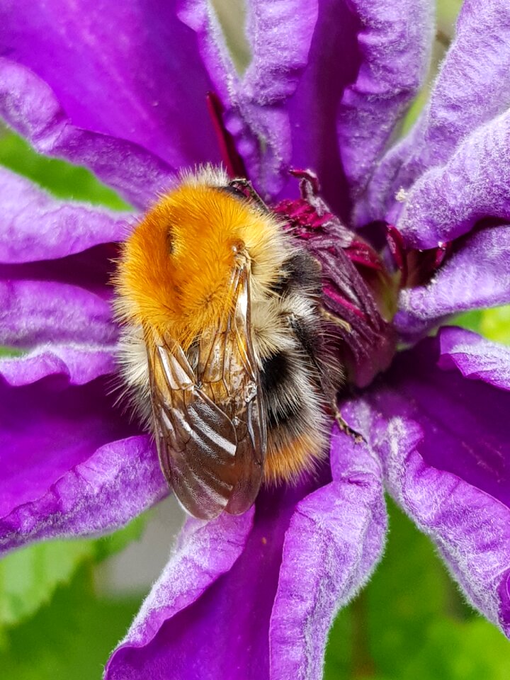 Busy bee flower collect nectar photo