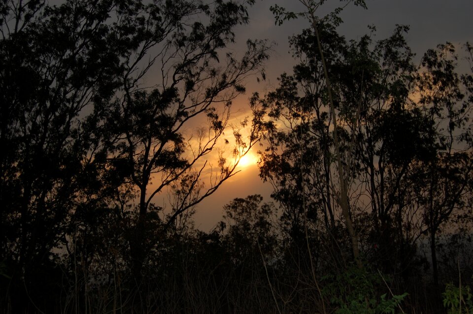 Nature forest outdoor