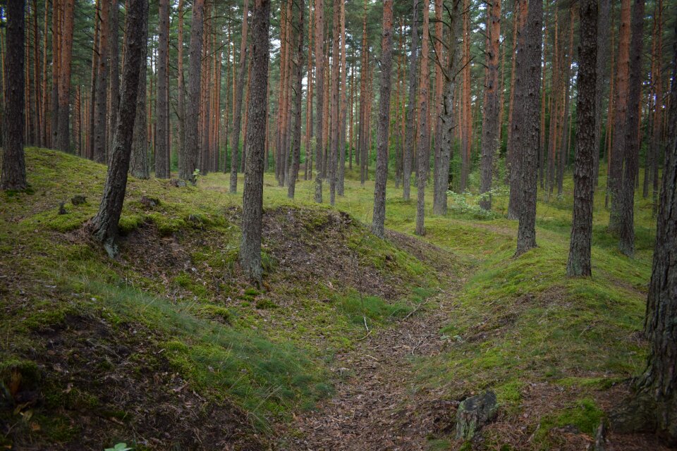 Mysterious pine hills