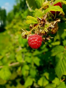 Red nature eat