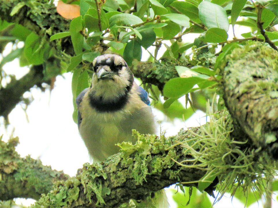 Wildlife blue and white