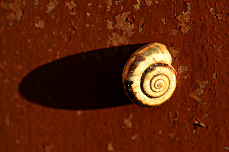 Fauna shadow contrast