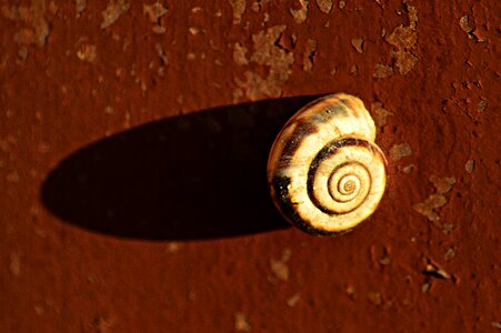 Fauna shadow contrast