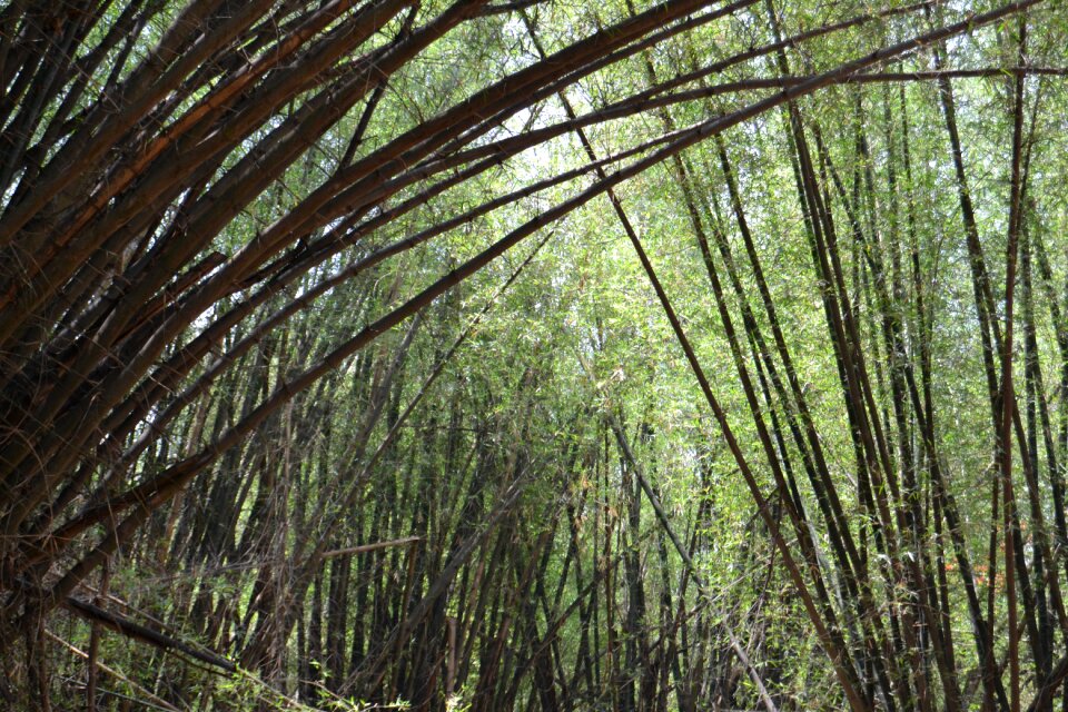 Environment grass green