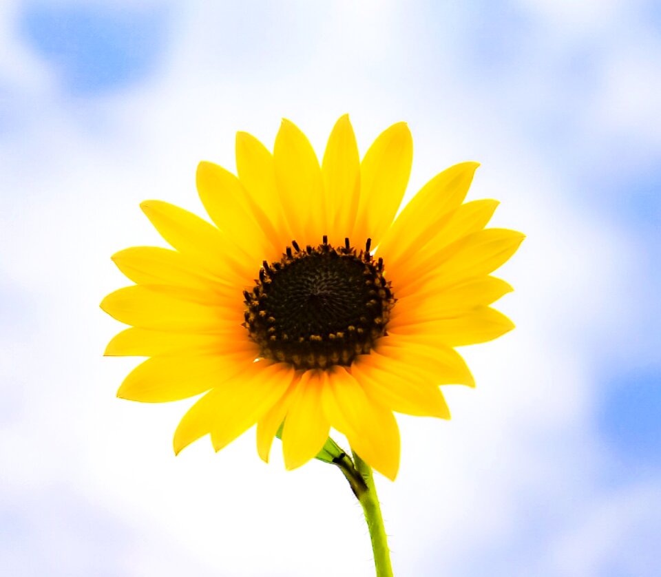 Beauty bloom blossom