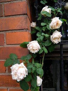 Climbing rose romantic rose blooms
