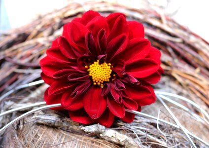 Large blooms red decoration