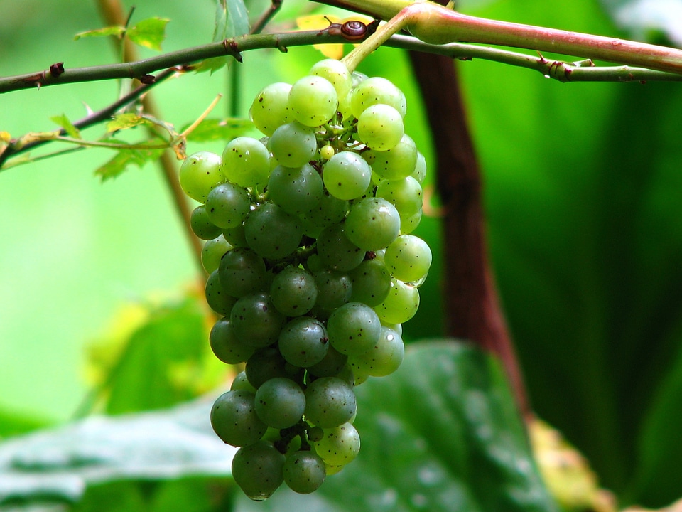 Grapes winegrowing green