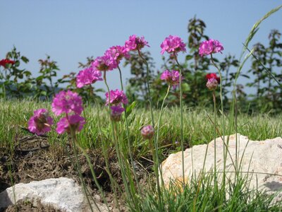 Bloom nature close up