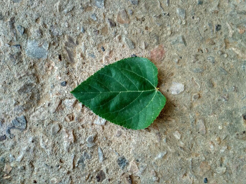 Green nature leaf