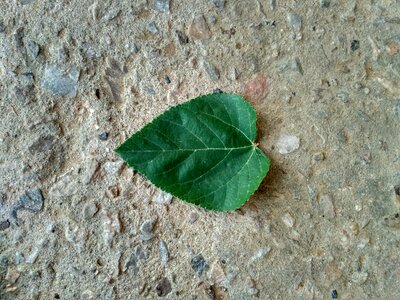 Green nature leaf photo