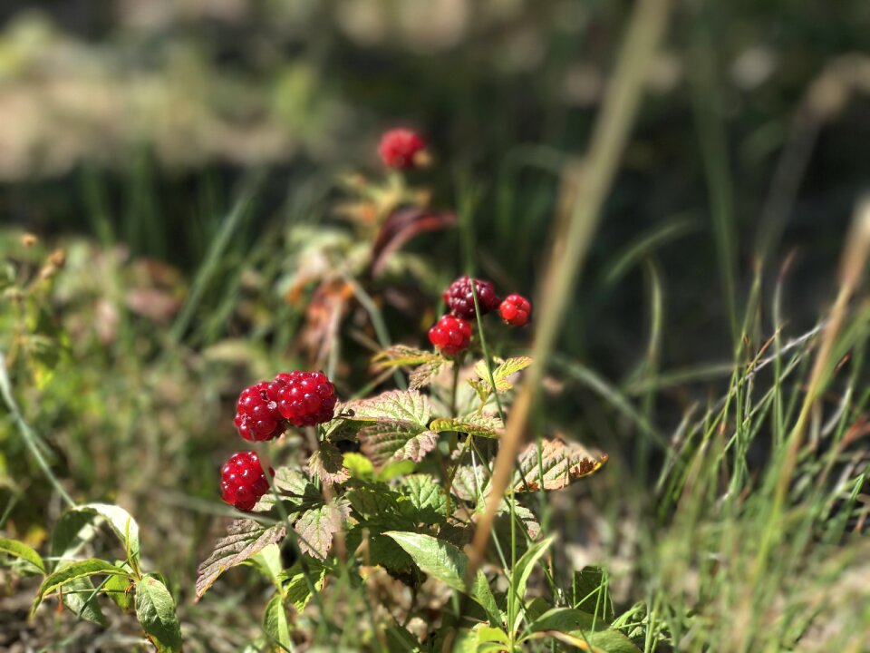 Mountain fruit red fruit