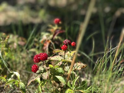Mountain fruit red fruit