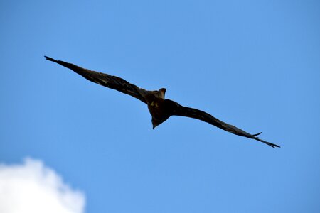 Bird flight soaring high