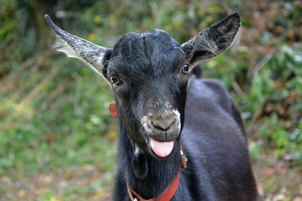 Portrait nature goat alpine