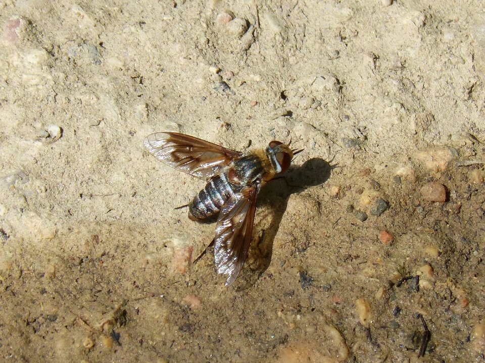 Winged insect annoying nuisance