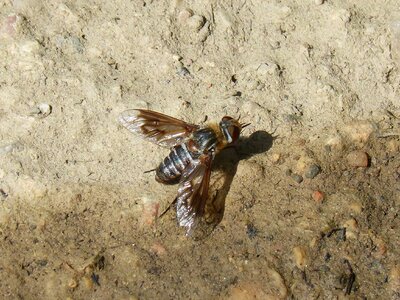 Winged insect annoying nuisance