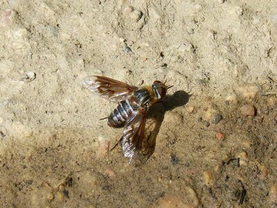 Winged insect annoying nuisance photo