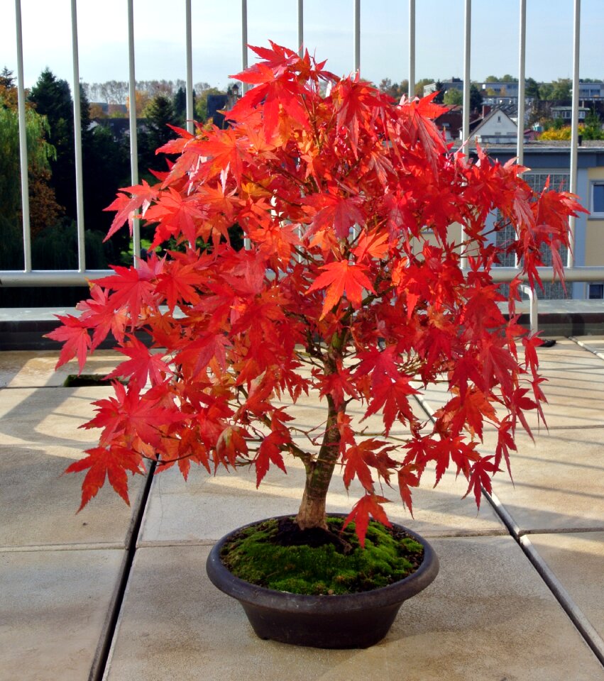 Bonsai tree nature tree