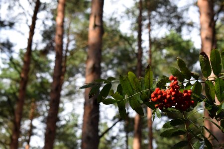 Forest nature summer photo