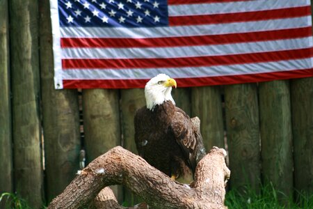 Bird symbol usa