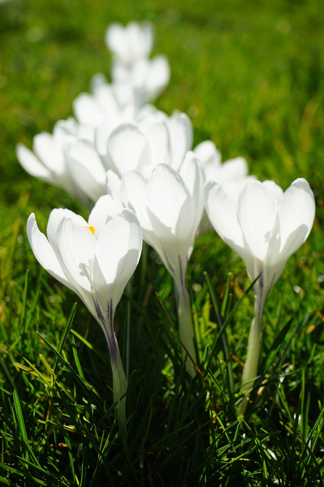 Spring frühlingsblüher white